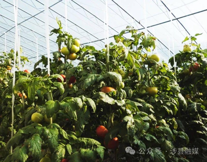 大棚蔬菜种植