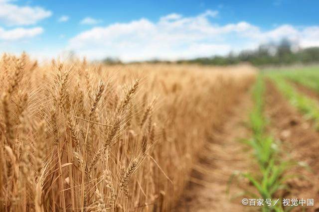 现代农业种植技术在实践中的应用与创新